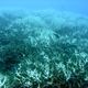 Illustration for article titled A Massive Bleaching Event is Threatening the World’s Coral Reefs